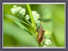 Lederwanze - Coreus marginatus