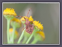 Lederwanze - Saumwanzen-Larve  Coreus-marginatus