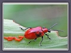 Liliienhähnchen - Lilioceris lilii