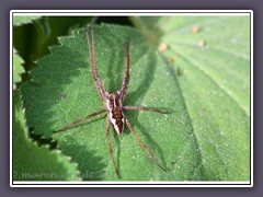 Listspinne - Pisauramirabilis