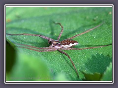 Listspinne im Volksmund auch  Brautspinne oder Brautgeschenkspinne 