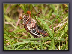 Maikäfer aus der Familie der Blatthornkäfer