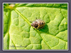 Marmorierte Baumwanze - Nymphe - Halyomorpha halys