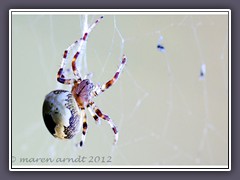 Marmorierte Kreuzspinne - Araneus marmoreus