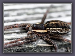 Meine Lieblingsspinne - gerandete Jagdspinne ganz nah 