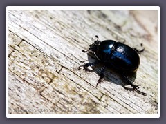 Mistkäfer - Geotrupes stercorarius