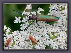 Moschusbockkäfer -  Aromia moschata