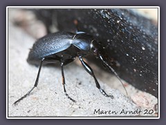 Nachtaktiver Lederlaufkäfer -Carabus coriaceus