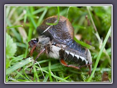 Nacktschnecke vertilgt Maikäfer