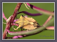 Nördliche Fruchtwanze - Carpocoris fuscispinus