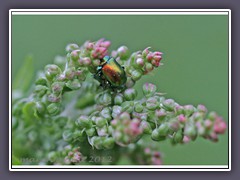 Ovaläugiger Blattkäfer - Chrysolina fastuosa