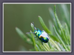 Prächtiger Blattkäfer - Chrysolina-fastuosa