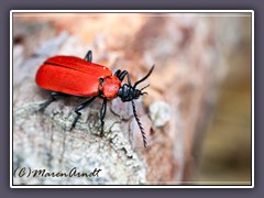 Pyrochroa coccinea - Scharlachroter Feuerkäfer