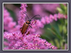 Rothalsbock -  Stictoleptura rubra 