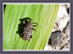 Rüsselkäfer - Familie Curculionidae