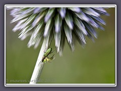 Scheinbockkäfer - Familie Oedemeridae