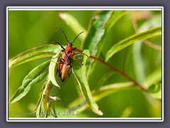 Scheinbockkäfer - Oedemeridae