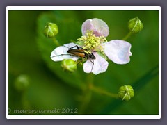 Schmalbockkäfer - Stenurella melanura