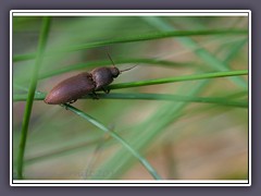 Schnellkäfer Familie Elateridae