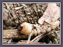 Schrotbockkäferlarve oder kleiner Zangenbock - Rhagium inquisitor