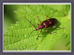 Schwertlilien Rohrkäfer - Plateumaris sericea