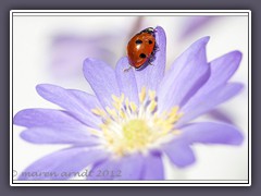 Siebenpunkt - Coccinella septempunctata