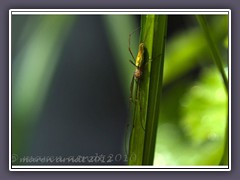 Streckerspinne - Tetragnatha extensa