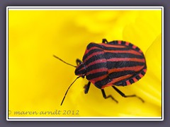 Streifenwanze -Graphosoma lineatum