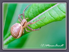 Sumpfkrabbenspinne - Xysticus ulmi