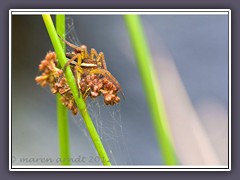 Tarnung ist alles Gerandete Jagdspinne Männchen