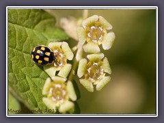 Trockenrasen Marienkäfer - Coccinula quatuordecimpustulata