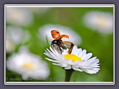 Und weg - Coccinella septempunctata .........