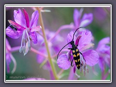 Vierbindiger Schmalbock - Leptura quadrifasciata