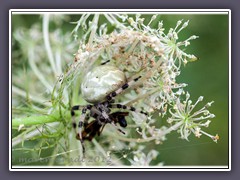 Vierfleckkreuzspinne ist in der Färbung sehr variabel