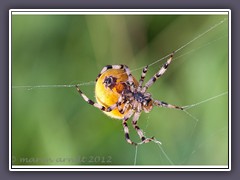 Vierpunkt Kreuzspinne - Araneus quadratus