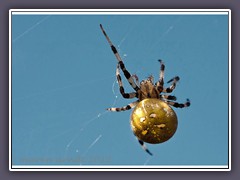 Vierpunkt Kreuzspinnenweibchen