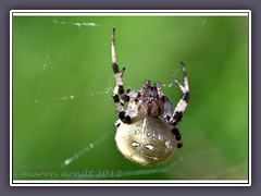 Vierpunktkreuzspinne Araneus quadratus