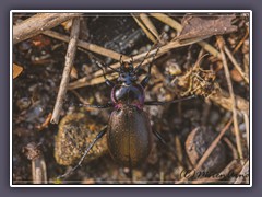 Violetter Laufkäfer - Carabus-violaceus