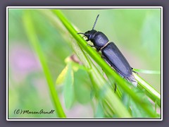 Waldbock - Spondylis buprestoide