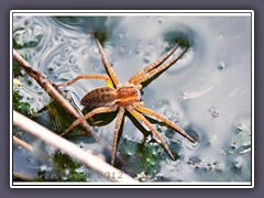 Wasserjäger - gerandete Jagdspinne