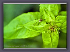 Weberknecht - Opiliones