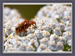 Weichkäfer