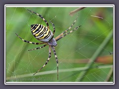 Wespenspinne - Argiope bruennichi