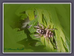 Zebraspringspinne - Salticus scenicus