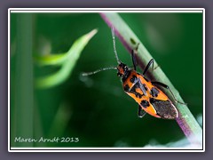 Zimtwanze - Corizus hyoscyami - Glasflügelwanze 