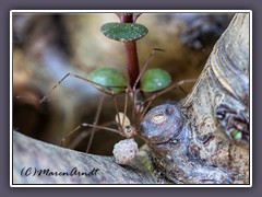 Zitterspinne - Pholcus phalangioides