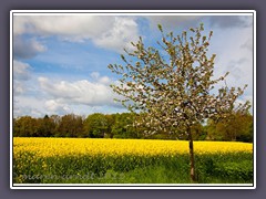 Blühender Apfelbaum