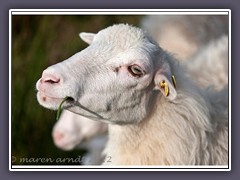 Der Moorschnucke schmeckt auch Binsengras