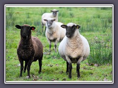 Die Vier von der Schafweide