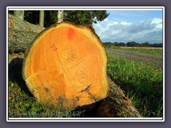 Erntezeit im Wald